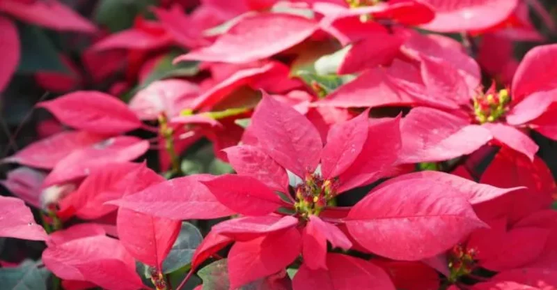 7 Best Holiday Houseplants Ideal for Festive Decor on a Budget