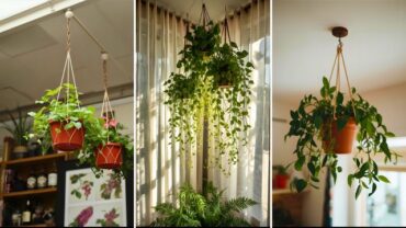 How to Hang Plants from the Ceiling